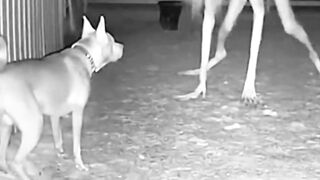 Dog vs. Creepy Creature #scary #horror #creepy
