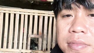 Saya adalah peternak ayam bangkok