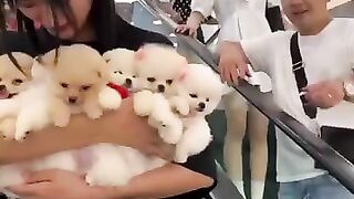 Donate Pets Funnt Video