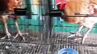 Cage and bird