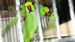 The green parrot