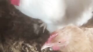 White chicken