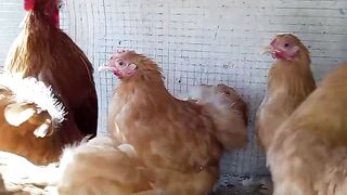 Chicken is chicken