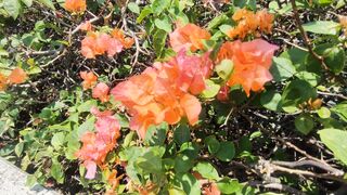 Lovely and Beautiful Flower 2026