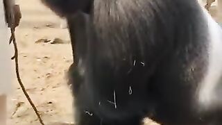 Gorilla