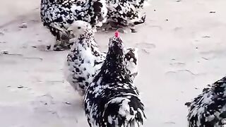 Chickrnmmbnj
