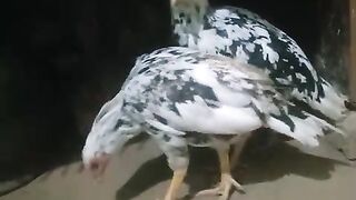 Dghjjfgjjk