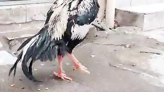 Dghkcvbm