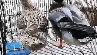 Dfhjkkdhmm
