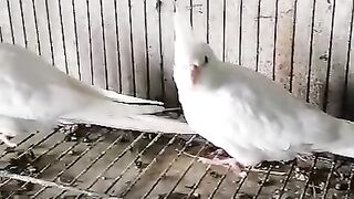 Parrotcvbnmm