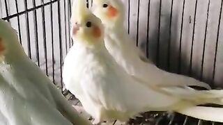 Dghmmcvnn