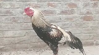 Cvnmccbnmv