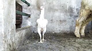 Dghjkggj