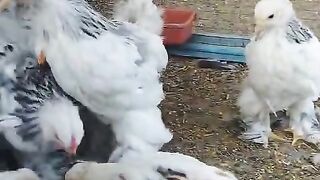 Brahmafhjk