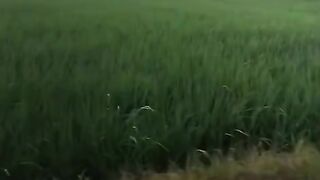 Hamparan sawah