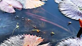 waterlilies nursery view