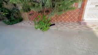 Bagira cat is a new friend who is trying to trust me.