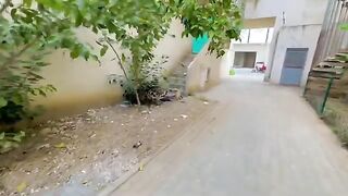 The cats that lived on the stairs caught a dove because it was hungry.