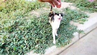 The calico cat didn't stop meowing sweetly when she saw us.