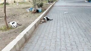 Cats and kittens living next to the railway fence gathered to get food.