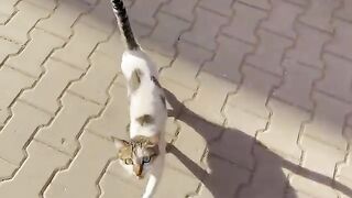 The kittens went out searching when they heard the chatty mama cat meow loudly.