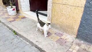 The cute cat came to me as if to say thank you for the food.