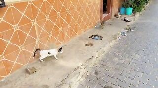 Adolescent kittens were the most meowing for food and the most shy.