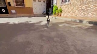 The calico kitten resembled her mother in every way.