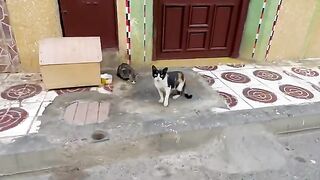 The friendly stray kittens would smell the scent of other cats on my clothes.