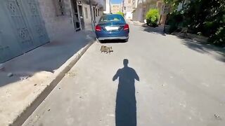 Mama Cat's kittens were hiding from me under the car because they are so shy.