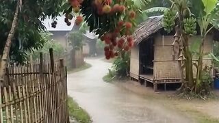 Soothing Village Rain ASMR Audio