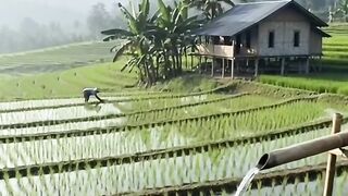 pamper your eyes with the natural charm of the village