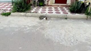 Mama the cat would try to bite me every time I touched her behind her back.