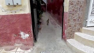 The calico cat's meow sounded louder when it saw food.