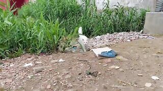 The white stray cat with different eyes is very friendly.