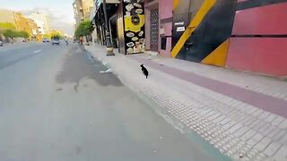 The cute tuxedo cat sitting on the side of the street is so cute.