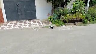 The kittens in the back wonder about their mother's encounter with a human.