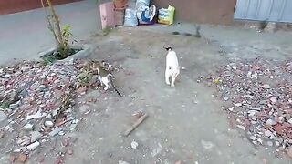 A cross-eyed stray cat is as cute as his friend.