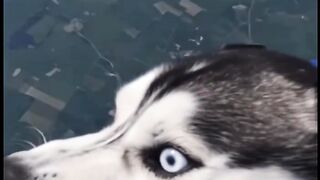Dog is paragliding on the sky