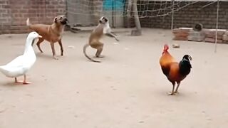 A dog a monkey duck and hen playing football