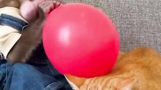 A monkey is making fun with the cat