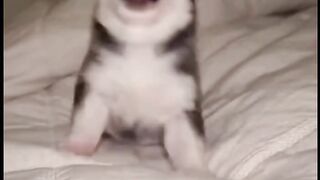 Mother dog is making care of his child