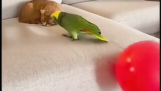 Parrot make fun with a cat