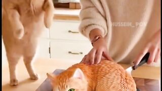 See how a cat is afraid when his honour cutting cake which is like a cat