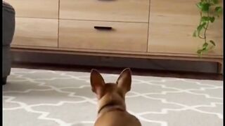 A dog is performing belly dance sing a woman is perfing the same dance into the TV