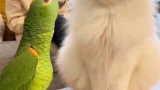 Parrot is giving proposal for marriage to a cat so funny