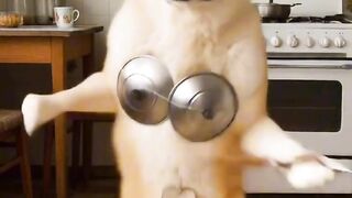 A dog performing as a musician