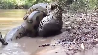 Dangerous Animals In Plant