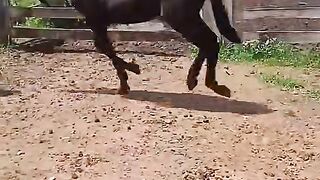 Meus lindos Jumentos