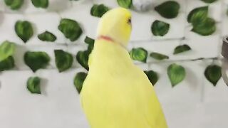 Like this parrot